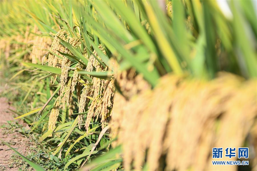 （圖文互動）（8）1046.3公斤！袁隆平第三代雜交水稻首次公開測產(chǎn)