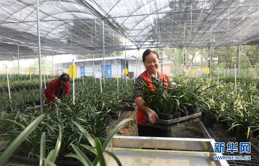 （在習近平新時代中國特色社會主義思想指引下——新時代新作為新篇章·總書記關(guān)心的百姓身邊事·圖文互動）（2）“科技秀才”給田野帶來新希望