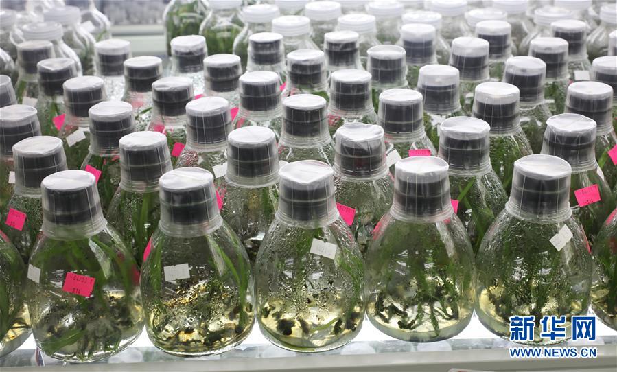 （在習近平新時代中國特色社會主義思想指引下——新時代新作為新篇章·總書記關(guān)心的百姓身邊事·圖文互動）（3）“科技秀才”給田野帶來新希望