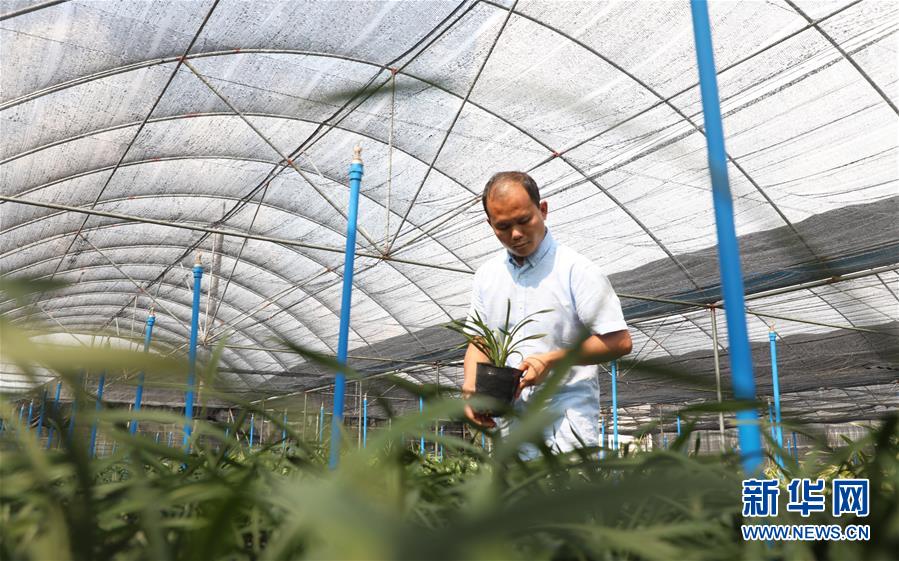 （在習近平新時代中國特色社會主義思想指引下——新時代新作為新篇章·總書記關(guān)心的百姓身邊事·圖文互動）（4）“科技秀才”給田野帶來新希望