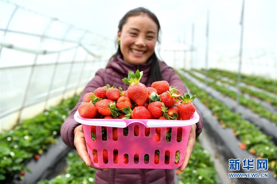 (新華全媒頭條·決戰決勝脫貧攻堅·圖文互動)(2)歷史的決戰 偉大的創舉——“世界屋脊”上的反貧困奇跡