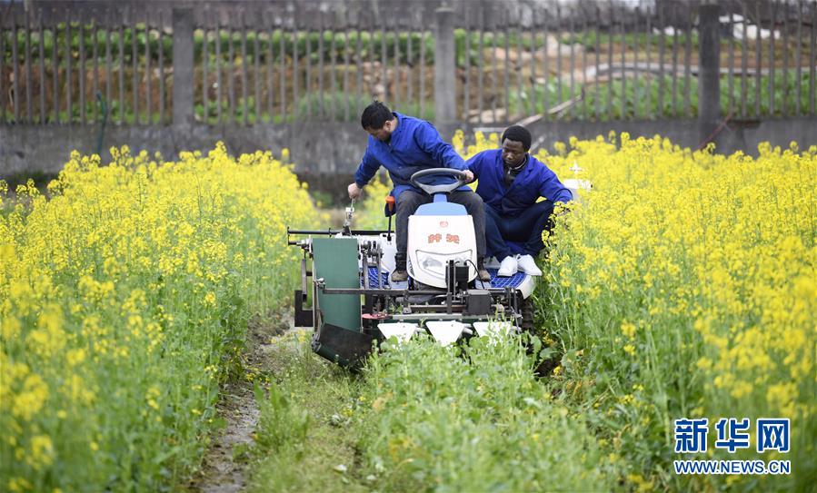 (在習近平新時代中國特色社會主義思想指引下——新時代新作為新篇章·總書記關(guān)切開放事·圖文互動)(10)來中國“學種地”的“洋學生”