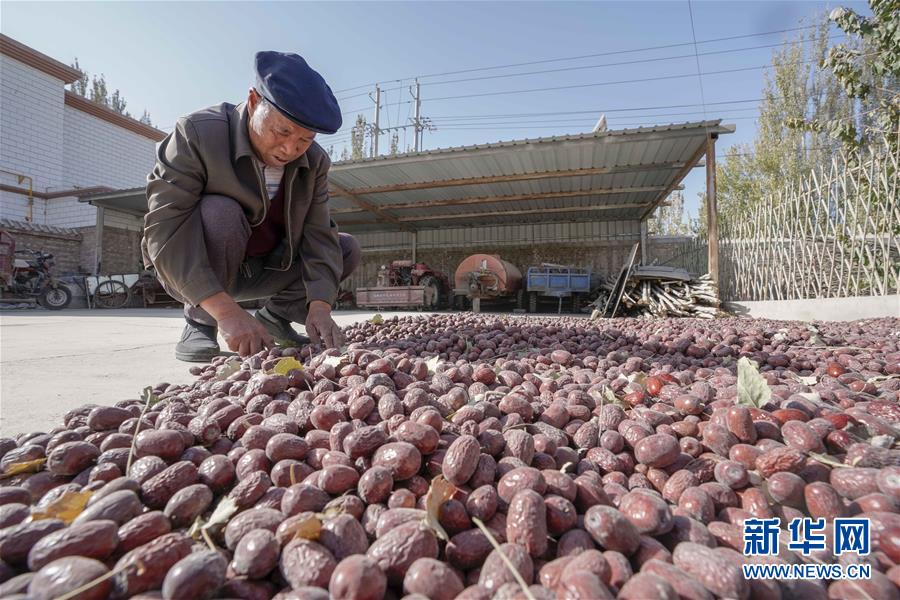 (新華全媒頭條)(1)沙海之邊一片紅——一粒棗和“第一大縣”的故事