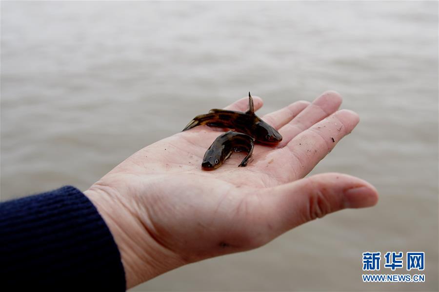 (圖文互動)(3)長江口生態修復見成效 水下長出147公里“人工魚礁”