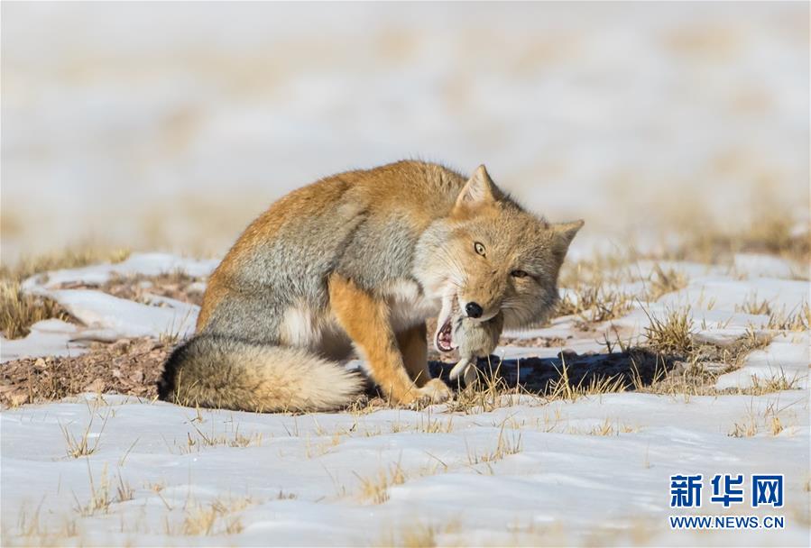 (圖文互動)(2)第二次青藏高原科考成果表明三江源生態持續向好