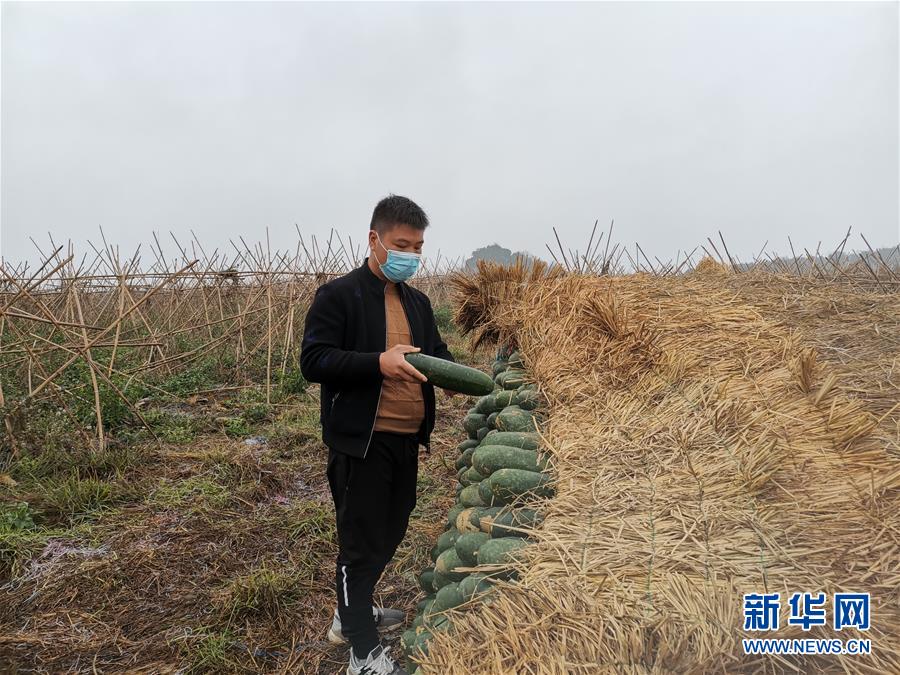 (聚焦疫情防控·圖文互動)(1)“得知要送武漢 凌晨出來摘菜”——中國“南菜園”廣西全力抗疫保供應