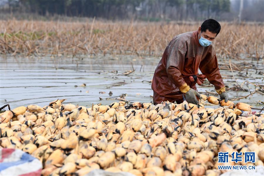 (經(jīng)濟)(2)初春時節(jié)挖藕忙