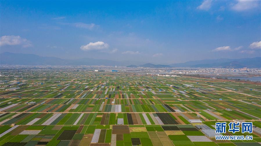 （抓好春耕備耕 穩住農業生產&middot;圖文互動）（5）&ldquo;栽種的是菜苗，收獲的是希望&rdquo;&mdash;&mdash;云南蔬菜集散地通海縣春耕見聞 