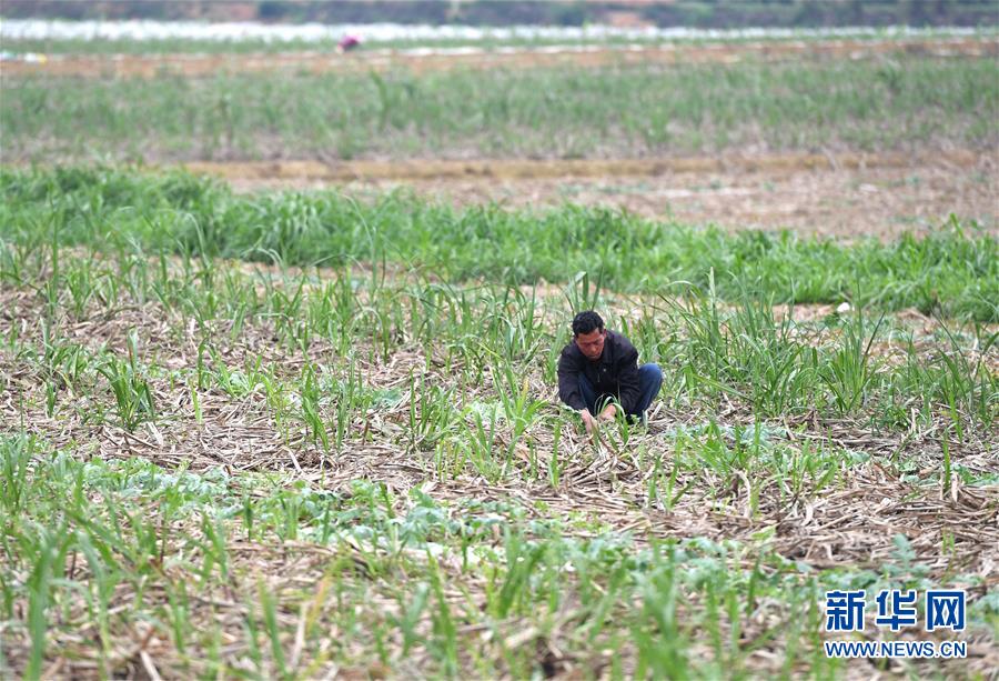 （抓好春耕備耕 穩住農業生產·圖文互動）（4）農時不等人 扶貧不能拖——種瓜大村春耕生產見聞 