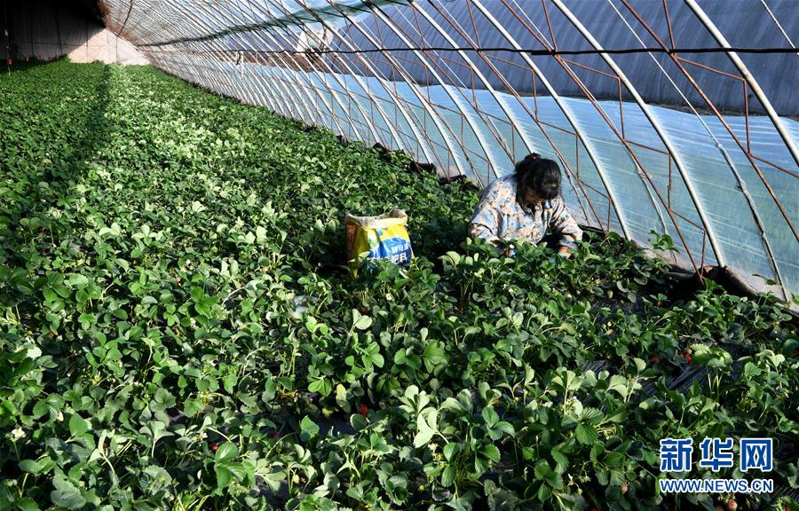 (在習近平新時代中國特色社會主義思想指引下——新時代新作為新篇章·習近平總書記關切事·圖文互動)(3)戰“疫”要勁時,戰“貧”再加把勁!——中央各部門助力脫貧攻堅很給力