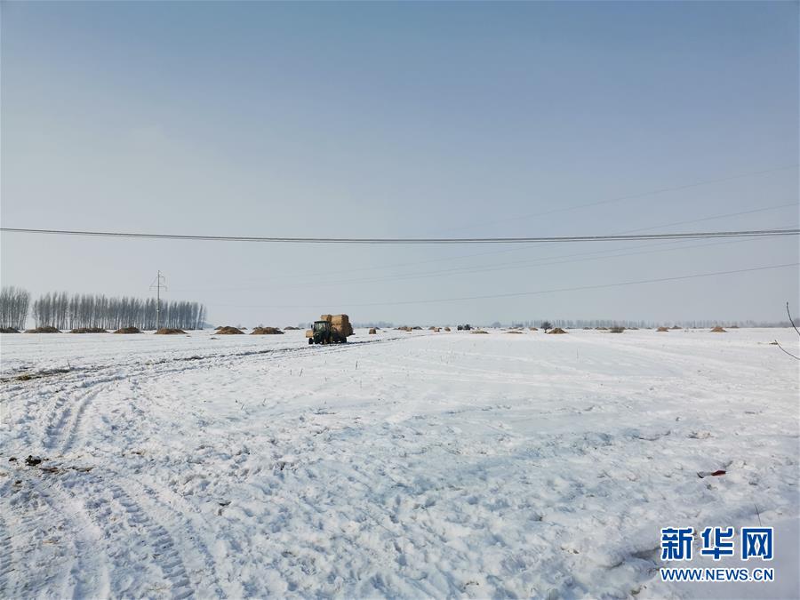 （抓好春耕備耕 穩(wěn)住農業(yè)生產&middot;圖文互動）（2）土地找&ldquo;管家&rdquo; 線上保春耕&mdash;&mdash;黑龍江省蘭西縣農業(yè)生產托管服務見聞