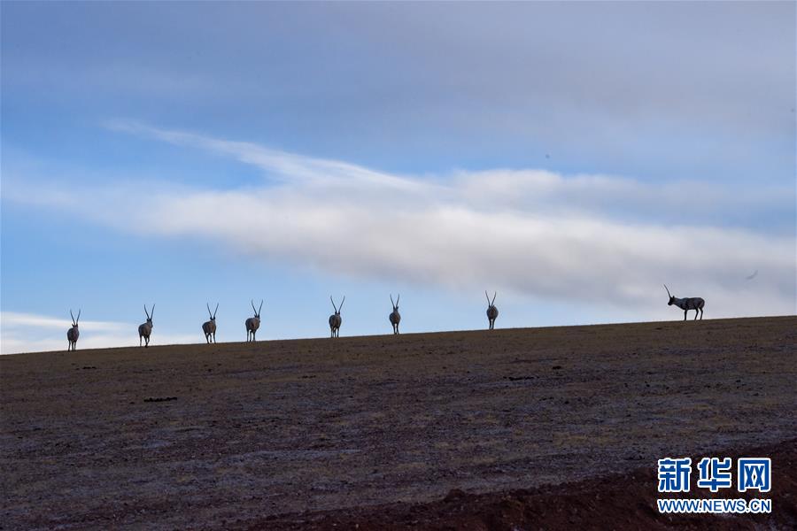 (新華全媒頭條·圖文互動)(1)跨越半個世紀的生命遷徙——西藏極高海拔生態搬遷破解人與自然共生難題