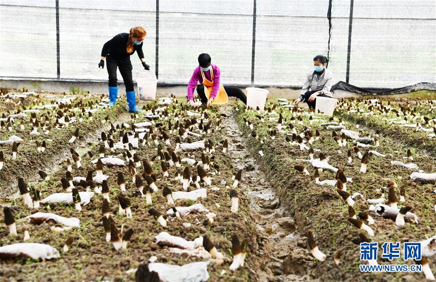 (決戰決勝脫貧攻堅·圖文互動)(1)天然“寶貝”促增收——貴州錦屏縣培育扶貧產業見聞