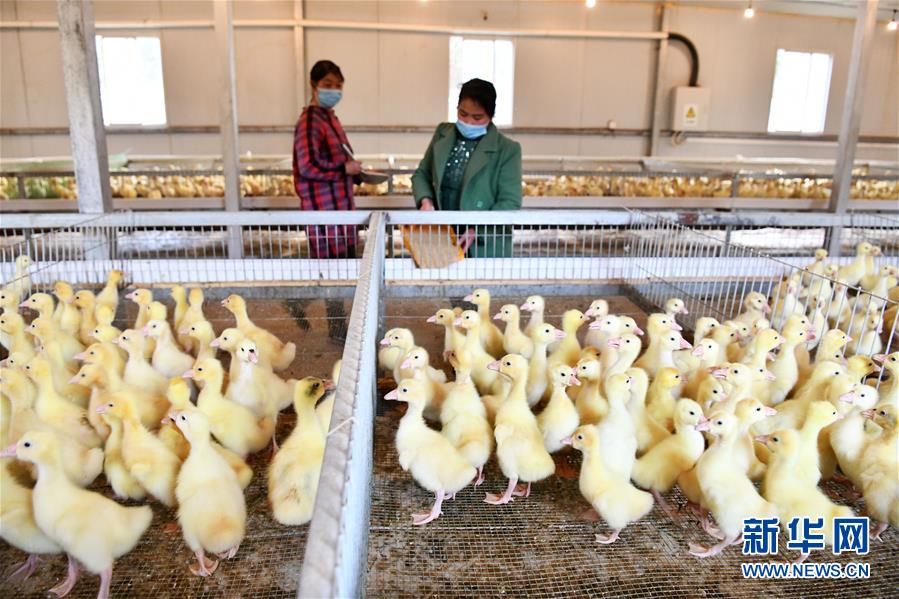 (決戰決勝脫貧攻堅·圖文互動)(2)天然“寶貝”促增收——貴州錦屏縣培育扶貧產業見聞