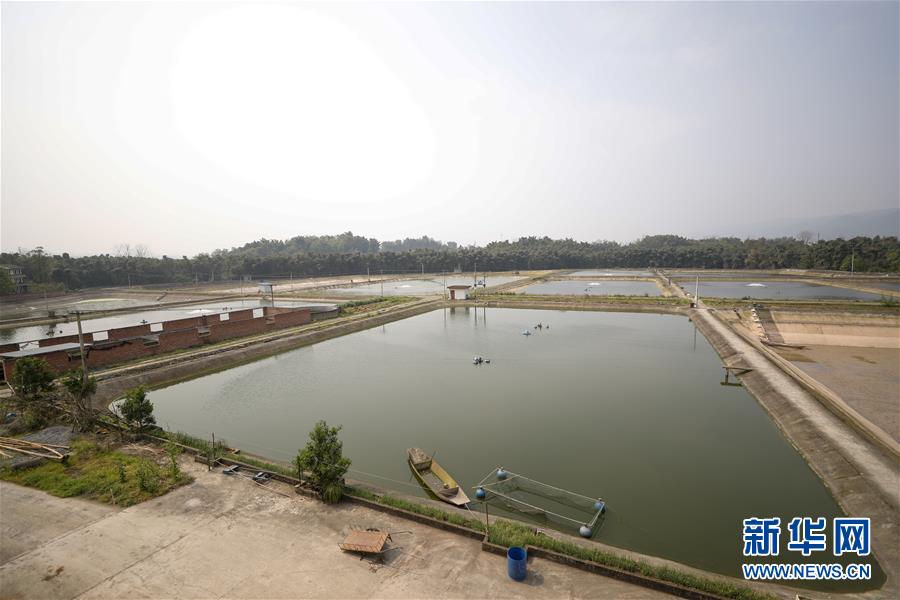 （圖文互動）（6）疏通產業鏈堵點 保障“菜籃子”供應——重慶養殖大區力促養殖業補損復產