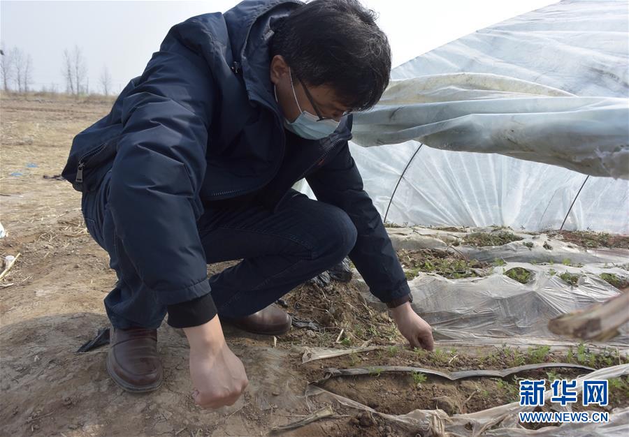 （脫貧攻堅(jiān)·圖文互動）（1）天津：惠豐前村種下脫貧致富“新希望”