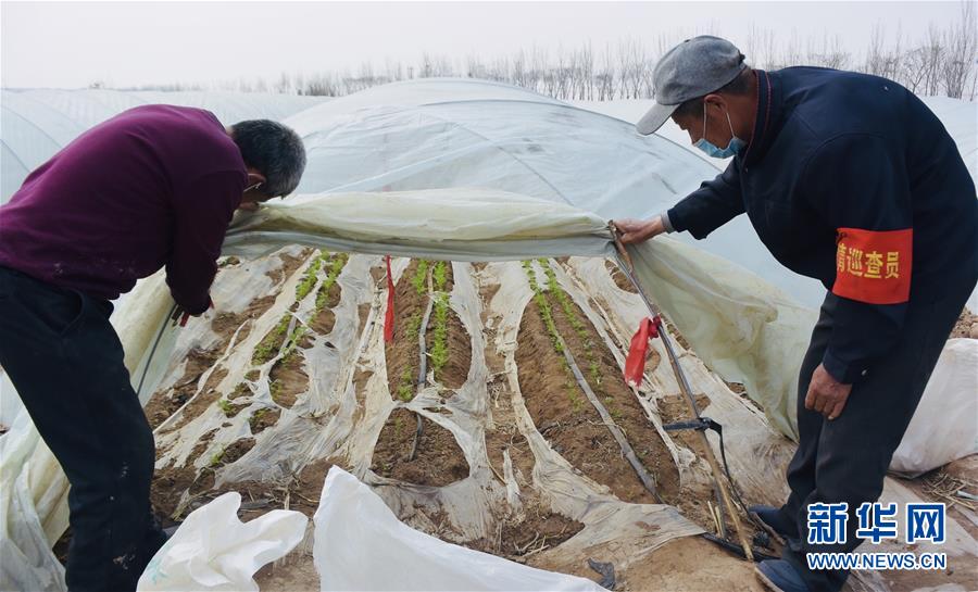 （脫貧攻堅(jiān)·圖文互動）（2）天津：惠豐前村種下脫貧致富“新希望”