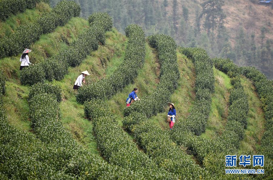 （決戰(zhàn)決勝脫貧攻堅(jiān)·圖文互動(dòng)）（3）田野“變奏”讓薄土“生金”——貴州農(nóng)村產(chǎn)業(yè)革命助推脫貧攻堅(jiān)見(jiàn)聞