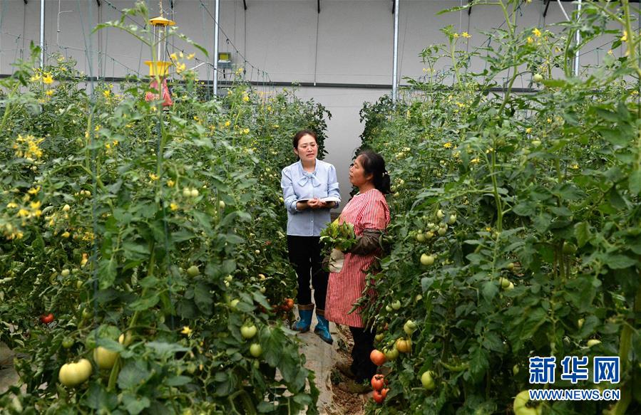 (代表委員履職)(3)全國人大代表王萌萌:產業(yè)興旺讓鄉(xiāng)村振興更有底氣