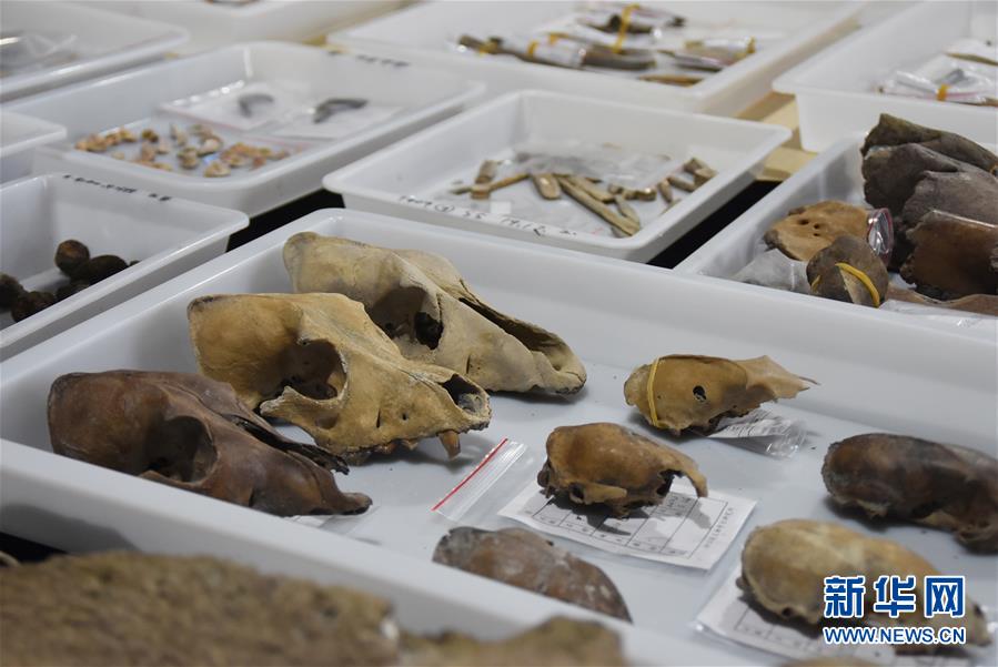 (圖文互動)(3)浙江余姚發(fā)現(xiàn)早于河姆渡文化1000年的史前遺址