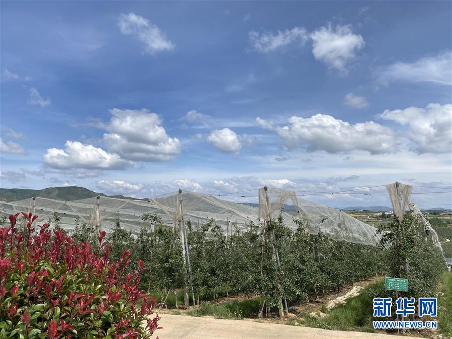 （決戰決勝脫貧攻堅·圖文互動）（3）高原紅了，日子好了——貴州海拔最高縣發展蘋果產業見聞