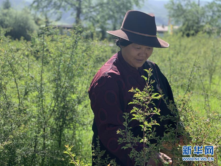 (圖文互動(dòng))(1)高山下的“扶貧藏雪茶”