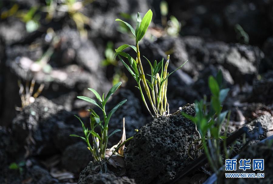 (新華全媒頭條·走向我們的小康生活·圖文互動)(13)留住鄉愁留住美——千村競秀綴瓊州