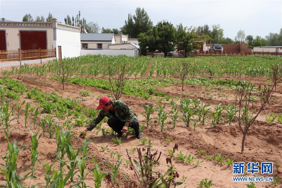 （鄉村振興·圖文互動）（1）內蒙古伊金霍洛旗：自家生豬基地養 環境好來收入旺