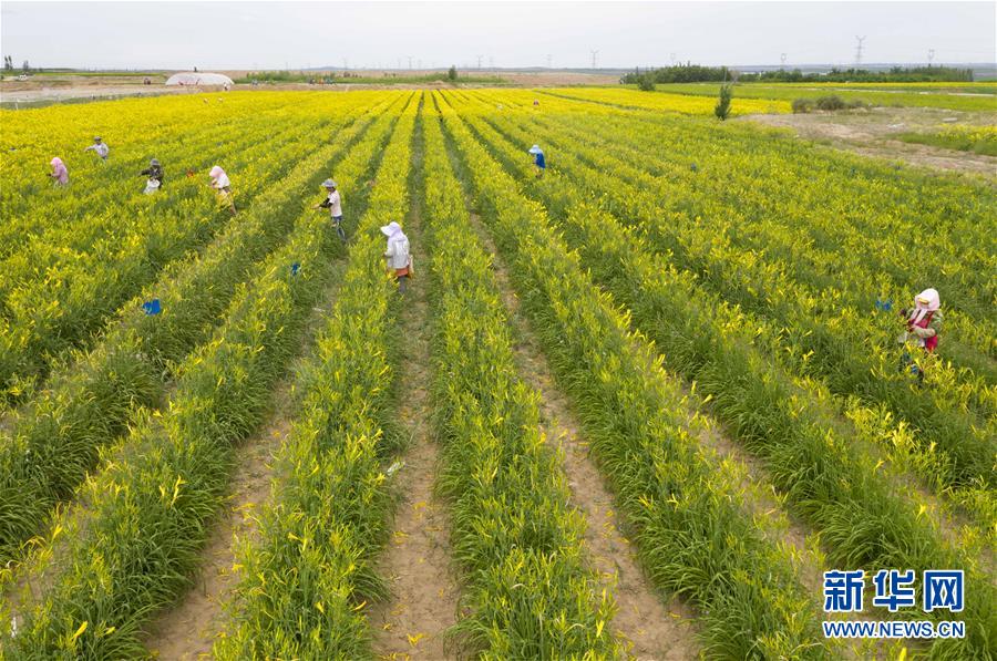 (新華全媒頭條·走向我們的小康生活·圖文互動(dòng))(11)23萬人的命運(yùn)轉(zhuǎn)折——我國(guó)最大易地生態(tài)移民安置區(qū)的脫貧密碼