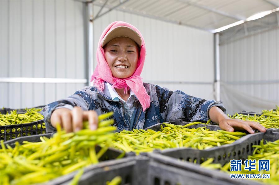 (新華全媒頭條·走向我們的小康生活·圖文互動(dòng))(12)23萬人的命運(yùn)轉(zhuǎn)折——我國(guó)最大易地生態(tài)移民安置區(qū)的脫貧密碼