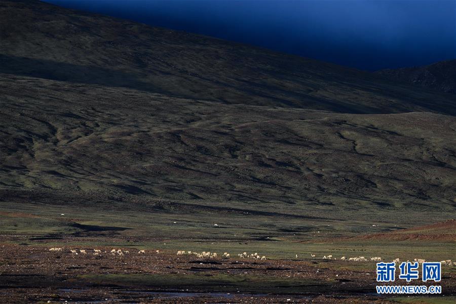 (圖文互動(dòng))(3)可可西里加強(qiáng)保護(hù) 十多年未聞盜獵槍聲