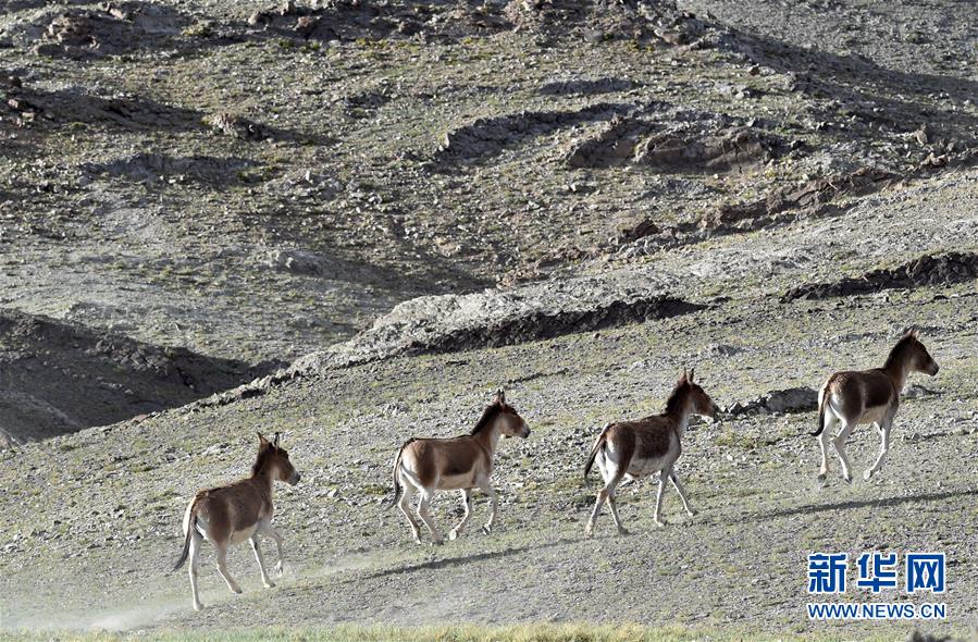 (在習近平新時代中國特色社會主義思想指引下——新時代新作為新篇章·習近平總書記關切事·圖文互動)(1)綠色映底蘊,山水見初心——生態優先、綠色發展持續造福群眾美好生活