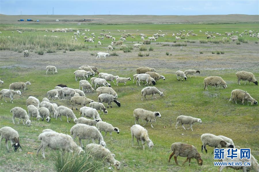 （走向我們的小康生活·圖文互動）（1）草原有了網，手機能放羊——看呼倫貝爾大草原牧民生活變了樣 