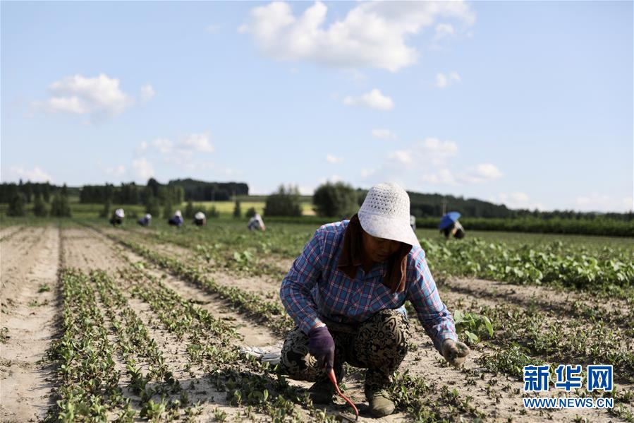 （決戰(zhàn)決勝脫貧攻堅(jiān)·圖文互動）（1）脫貧致富新“良藥”