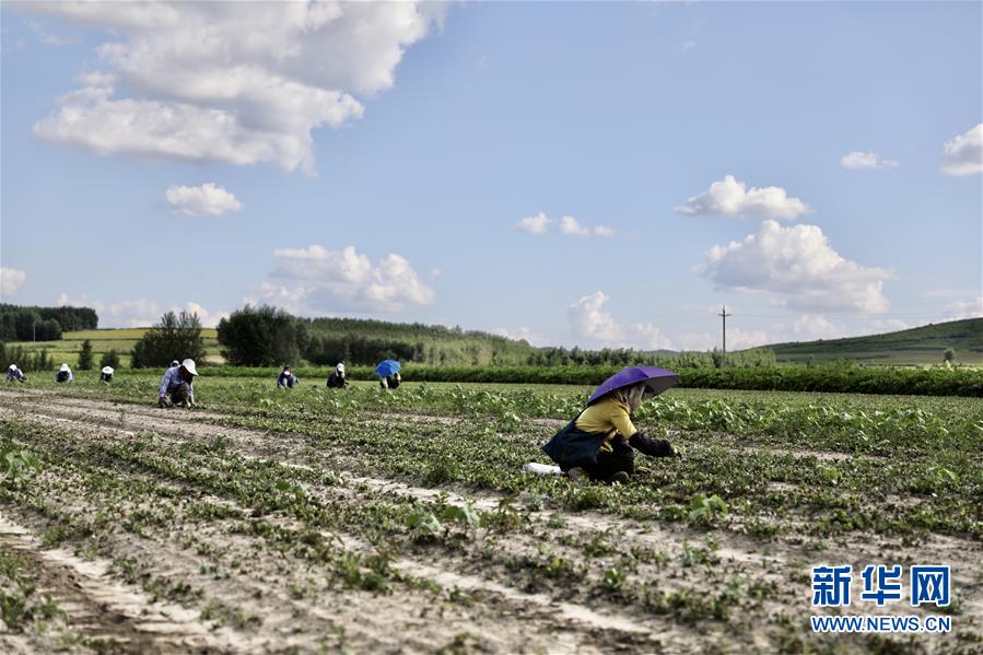 （決戰(zhàn)決勝脫貧攻堅(jiān)·圖文互動）（2）脫貧致富新“良藥”