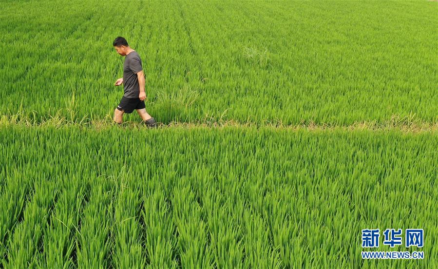 (新華全媒頭條·走向我們的小康生活·圖文互動)(7)“南大荒”變“稻蟹鄉”——資源枯竭型城市盤錦的鄉村振興之路