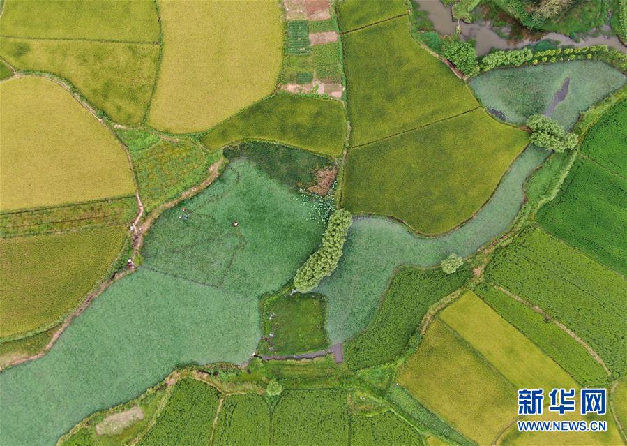 （美麗中國）（3）鄉(xiāng)村稻田&ldquo;調色板&rdquo;