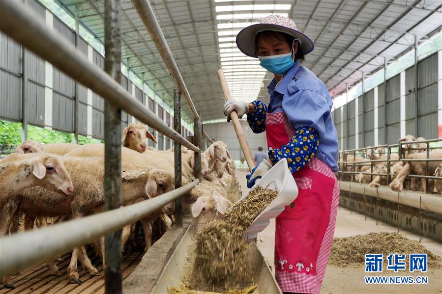 （決戰決勝脫貧攻堅·圖文互動）（1）同飲一江水 攜手“斬窮根”——深圳對口廣西河池、百色扶貧協作見聞
