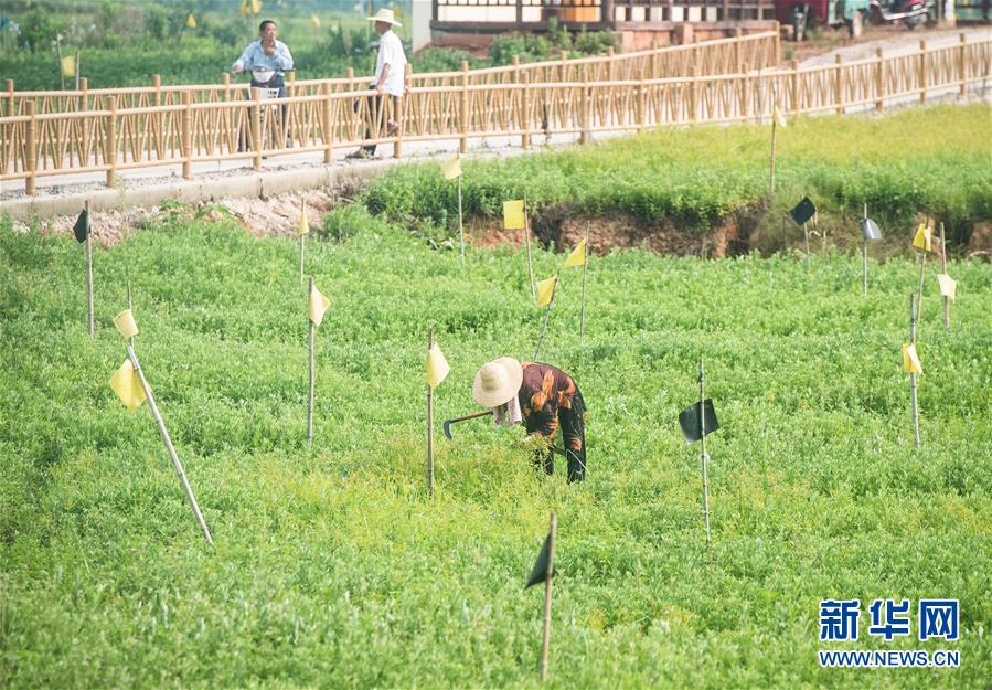 （新華全媒頭條·走向我們的小康生活·圖文互動）（9）特殊之年，荊楚大地書寫不平凡的答卷