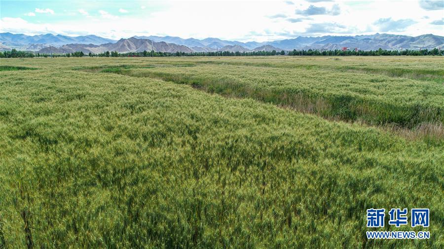 (走向我們的小康生活·圖文互動(dòng))(2)“無煙村”的新追求——西藏新時(shí)代文明鄉(xiāng)村成長(zhǎng)記