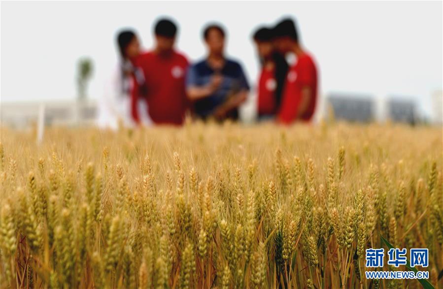 （在習(xí)近平新時代中國特色社會主義思想指引下——新時代新作為新篇章·總書記關(guān)心的百姓身邊事·圖文互動）（2）“農(nóng)”字頭照樣“大”作為——豐收時節(jié)看涉農(nóng)高校人才在希望的田野