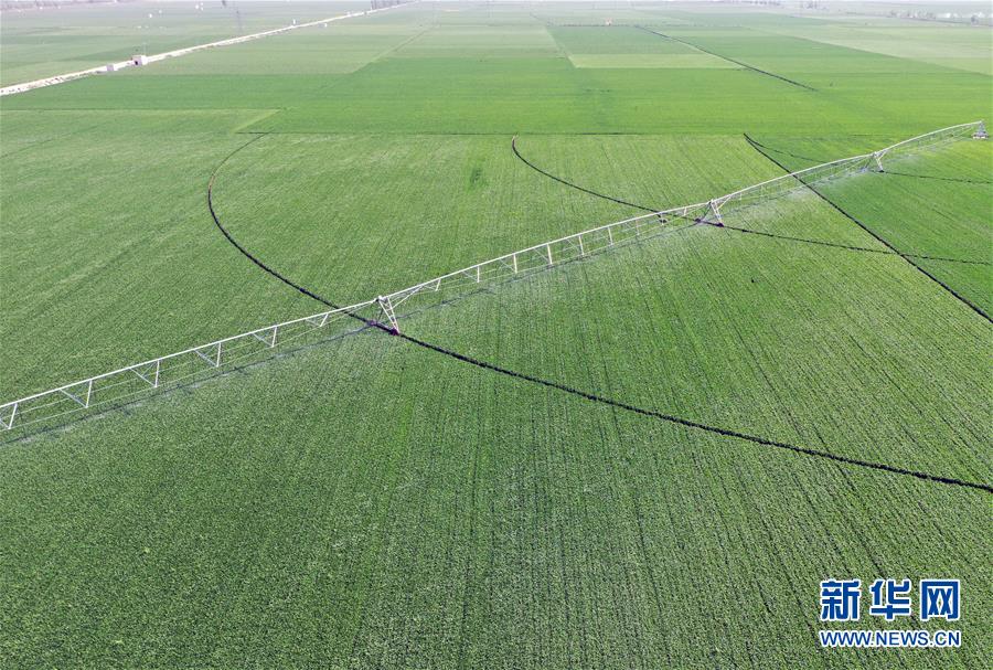 （在習近平新時代中國特色社會主義思想指引下——新時代新作為新篇章·習近平總書記關切事·圖文互動）（4）新農事、新希望——夏收前田間新動態掃描