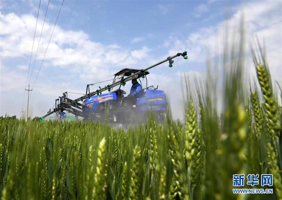 （在習近平新時代中國特色社會主義思想指引下——新時代新作為新篇章·習近平總書記關切事·圖文互動）（7）新農事、新希望——夏收前田間新動態掃描