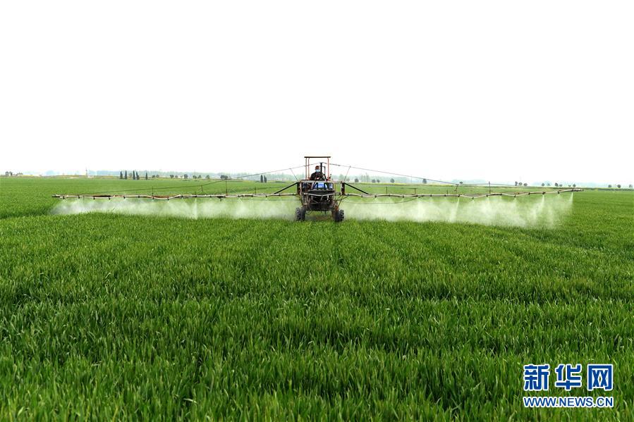 （在習近平新時代中國特色社會主義思想指引下——新時代新作為新篇章·習近平總書記關切事·圖文互動）（10）新農事、新希望——夏收前田間新動態掃描