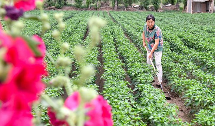 內蒙古通遼：美麗鄉村新生活