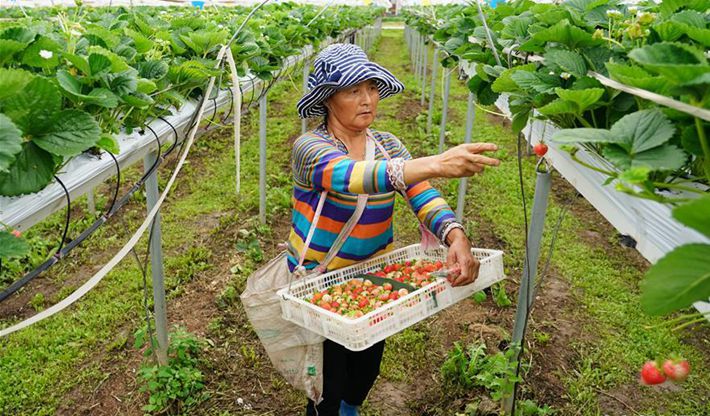 陜西太白：高山農業&ldquo;小而精&rdquo;