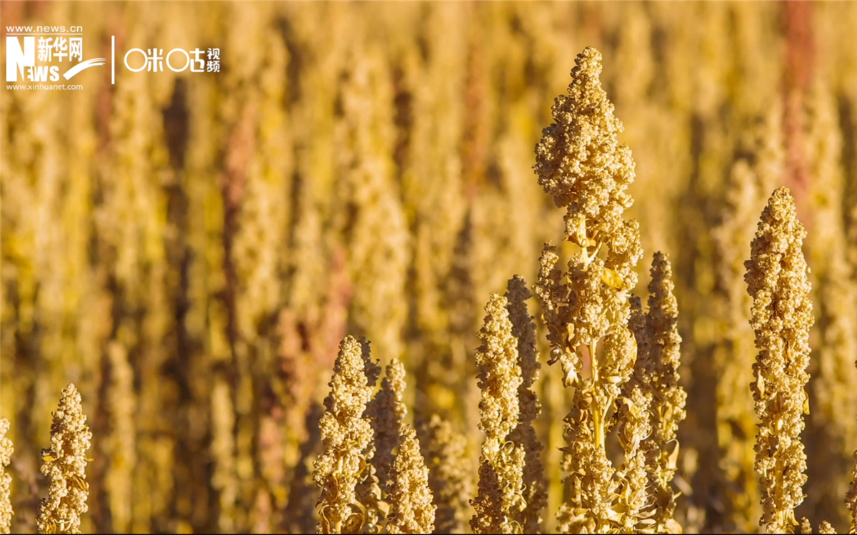 藜麥有極強(qiáng)的環(huán)境適應(yīng)能力和低成本、高回報(bào)的種植模式