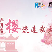三月賞櫻，流連武大