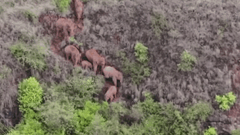 云南:野生象群安全渡過元江 歸家之路更近一步
