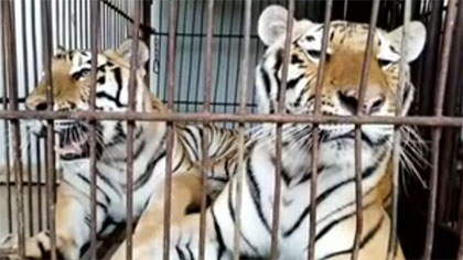 專家分析：老虎咬死飼養員事件 暴露哪些問題？